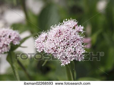 "Mountain Valerian (Valeriana montana), Styria, Austria, Europe" View Large Photo Image Stock Image - "Mountain Valerian (Valeriana montana), Styria, Austria, Europe". Fotosearch