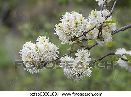 Stock Photo - "Mountain Witch Alder (Fothergilla major), flowering, Thuringia, Germany, Europe". Fotosearch
