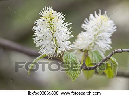 "Mountain Witch Alder (Fothergilla major), flowers and leaves, Thuringia, Germany, Europe" View Large Photo Image Stock Photo - "Mountain Witch Alder (Fothergilla major), flowers and leaves, Thuringia, Germany, Europe". Fotosearch