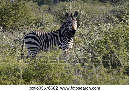 "Mountain Zebra (Equus zebra), Erongo Region, Namibia, Africa" View Large Photo Image Stock Image - "Mountain Zebra (Equus zebra), Erongo Region, Namibia, Africa". Fotosearch