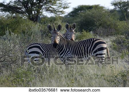 "Mountain zebras (Equus zebra), Erongo Region, Namibia, Africa" View Large Photo Image Stock Image - "Mountain zebras (Equus zebra), Erongo Region, Namibia, Africa". Fotosearch