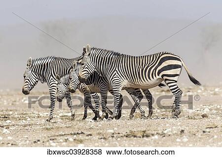 "Mountain zebras (Equus zebra), Etosha National Park, Namibia, Africa" View Large Photo Image Stock Photo - "Mountain zebras (Equus zebra), Etosha National Park, Namibia, Africa". Fotosearch