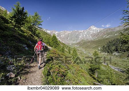 "Mountaineers during the ascent to the Kortscher Schafsberg in Schnals, here in Lagauntal, behind the Saldurspitz, Senales Merano and surroundings, Merano and surroundings, Province of South Tyrol region of Trentino-Alto Adige, Italy, Europe" View Large Photo Image Stock Photo - "Mountaineers during the ascent to the Kortscher Schafsberg in Schnals, here in Lagauntal, behind the Saldurspitz, Senales Merano and surroundings, Merano and surroundings, Province of South Tyrol region of Trentino-Alto Adige, Italy, Europe". Fotosearch