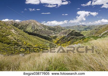 Stock Photography - "Mountains and grasslands, Craigieburn Range, Porters Pass, Canterbury Region, South Island, New Zealand, Oceania". Fotosearch