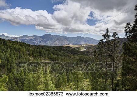 "Mountains and pinewood forest Pinar de Tamadaba with Mount Pico Bandera, Galdar Region, Gran Canaria, Canary Islands, Spain, Europe, PublicGround, Europe" View Large Photo Image Stock Image - "Mountains and pinewood forest Pinar de Tamadaba with Mount Pico Bandera, Galdar Region, Gran Canaria, Canary Islands, Spain, Europe, PublicGround, Europe". Fotosearch