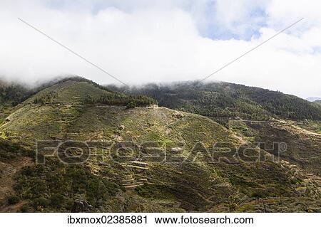"Mountains and pinewood forest Pinar de Tamadaba with Mount Pico Bandera, Galdar Region, Gran Canaria, Canary Islands, Spain, Europe, PublicGround, Europe" View Large Photo Image Stock Image - "Mountains and pinewood forest Pinar de Tamadaba with Mount Pico Bandera, Galdar Region, Gran Canaria, Canary Islands, Spain, Europe, PublicGround, Europe". Fotosearch