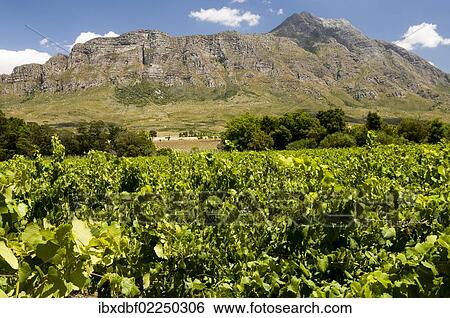 "Mountains and vineyards, wine-growing region at Tulbagh, South Africa, Africa" View Large Photo Image Stock Photograph - "Mountains and vineyards, wine-growing region at Tulbagh, South Africa, Africa". Fotosearch