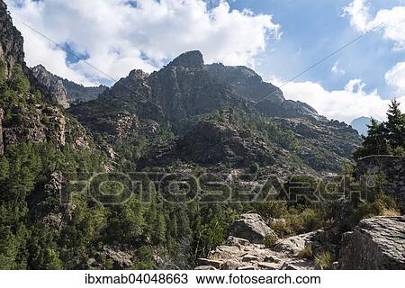 "Mountains, hiking trail to the Refuge de Carrozzu, pine forest Foret de Bonifatu, Corsica, France, Europe" View Large Photo Image Stock Image - "Mountains, hiking trail to the Refuge de Carrozzu, pine forest Foret de Bonifatu, Corsica, France, Europe". Fotosearch