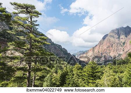 "Mountains, reddish rocks, pine forest, Refuge de Carrozzu, Corsica, France, Europe" View Large Photo Image Stock Photo - "Mountains, reddish rocks, pine forest, Refuge de Carrozzu, Corsica, France, Europe". Fotosearch