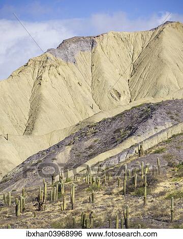 "Mountains with Trichocereus pasacana cacti in the foreground, near Purmamarca, Jujuy Province, Argentina, South America" View Large Photo Image Stock Photograph - "Mountains with Trichocereus pasacana cacti in the foreground, near Purmamarca, Jujuy Province, Argentina, South America". Fotosearch