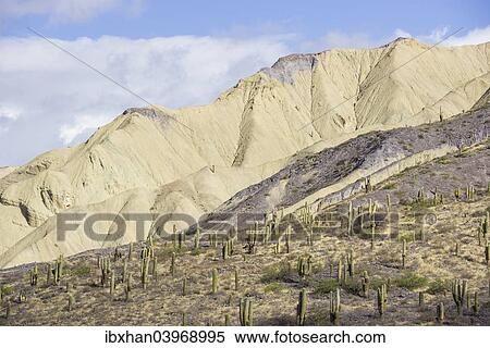 "Mountains with Trichocereus pasacana cacti in the foreground, near Purmamarca, Jujuy Province, Argentina, South America" View Large Photo Image Stock Photography - "Mountains with Trichocereus pasacana cacti in the foreground, near Purmamarca, Jujuy Province, Argentina, South America". Fotosearch