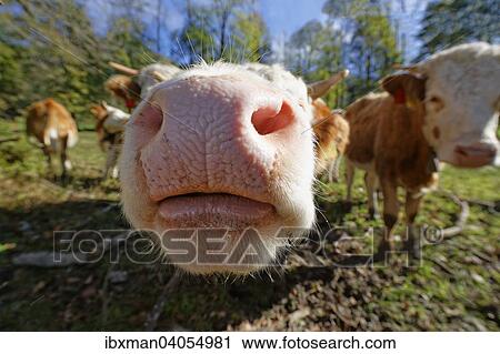 "Mouth of a calf, Lenggries, Upper Bavaria, Bavaria, Germany, Europe" View Large Photo Image Stock Image - "Mouth of a calf, Lenggries, Upper Bavaria, Bavaria, Germany, Europe". Fotosearch