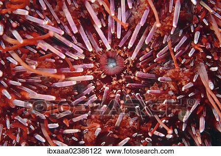 Stock Image - "Mouth of Green sea urchin (Strongylocentrotus droebachiensis), Japan Sea, Primorsky Krai, Russian Federation, Far East". Fotosearch