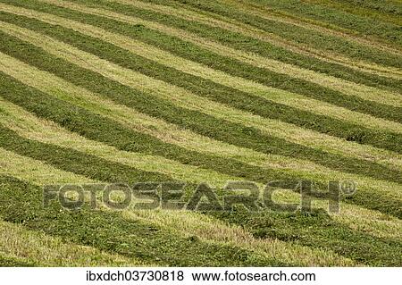 "Mowed hay field with a striped pattern, Compton, Eastern Townships, Quebec Province, Canada, North America" View Large Photo Image Stock Photo - "Mowed hay field with a striped pattern, Compton, Eastern Townships, Quebec Province, Canada, North America". Fotosearch