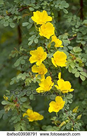 "Mrs. Aitchison's Rose (Rosa ecae), flowering, Thuringia, Germany, Europe" View Large Photo Image Stock Image - "Mrs. Aitchison's Rose (Rosa ecae), flowering, Thuringia, Germany, Europe". Fotosearch