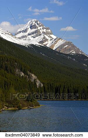 "Mt. Weed and Lower Waterfowl Lake, mountain lake, Banff National Park, Rocky Mountains, Alberta, Canada, North America" View Large Photo Image Stock Photo - "Mt. Weed and Lower Waterfowl Lake, mountain lake, Banff National Park, Rocky Mountains, Alberta, Canada, North America". Fotosearch
