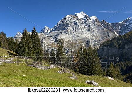 "Muerren hiking area, view of Mt Jungfrau, Bernese Oberland, Switzerland, Europe" View Large Photo Image Stock Image - "Muerren hiking area, view of Mt Jungfrau, Bernese Oberland, Switzerland, Europe". Fotosearch