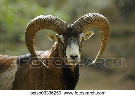 "Muflon (Ovis ammon Musimon), male, ram, portrait, captive, Thuringia, Germany, Europe" View Large Photo Image Stock Image - "Muflon (Ovis ammon Musimon), male, ram, portrait, captive, Thuringia, Germany, Europe". Fotosearch