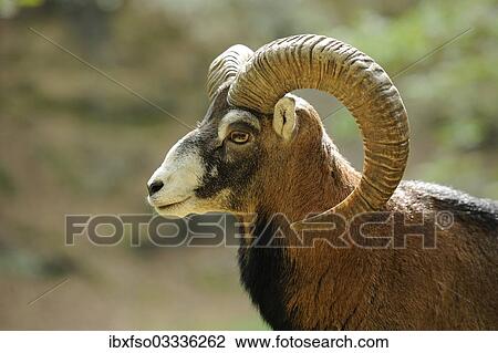 "Muflon (Ovis ammon Musimon), male, ram, portrait, captive, Thuringia, Germany, Europe" View Large Photo Image Stock Image - "Muflon (Ovis ammon Musimon), male, ram, portrait, captive, Thuringia, Germany, Europe". Fotosearch