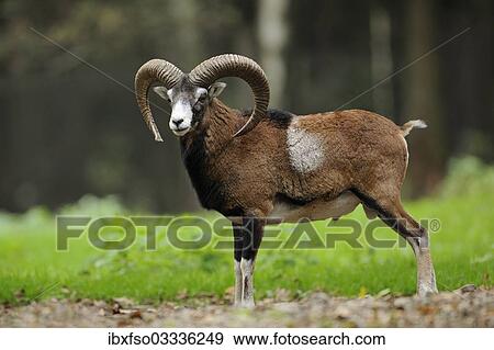 "Muflon (Ovis ammon Musimon), male, ram, captive, Thuringia, Germany, Europe" View Large Photo Image Stock Photo - "Muflon (Ovis ammon Musimon), male, ram, captive, Thuringia, Germany, Europe". Fotosearch