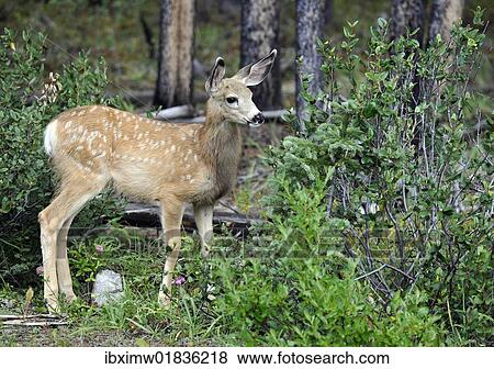 "Mule Deer (Odocoileus hemionus), fawn, Jasper National Park, CCanadian Rockies, Alberta, Canada, North America" View Large Photo Image Stock Photo - "Mule Deer (Odocoileus hemionus), fawn, Jasper National Park, CCanadian Rockies, Alberta, Canada, North America". Fotosearch