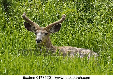 "Mule deer (Odocoileus hemionus), Waterton Lakes National Park, Alberta, Canada, North America" View Large Photo Image Stock Image - "Mule deer (Odocoileus hemionus), Waterton Lakes National Park, Alberta, Canada, North America". Fotosearch