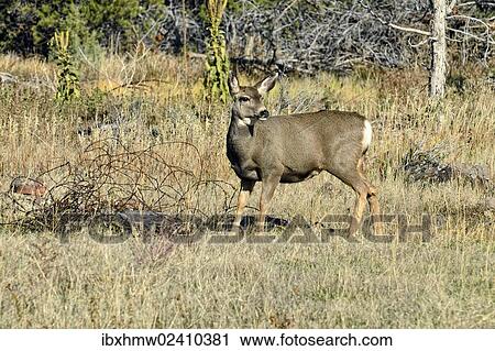 "Mule Deer (Odocoileus hemionus), Cedaredge, Colorado, USA" View Large Photo Image Stock Image - "Mule Deer (Odocoileus hemionus), Cedaredge, Colorado, USA". Fotosearch