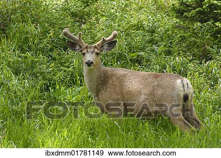 Stock Photo - "Mule deer (Odocoileus hemionus), Waterton Lakes National Park, Alberta, Canada, North America". Fotosearch