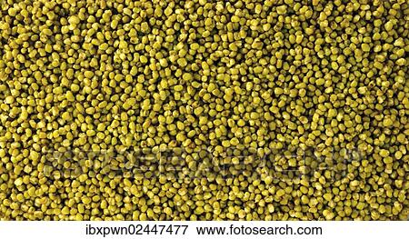 Mung beans View Large Photo Image Stock Photo - Mung beans. Fotosearch