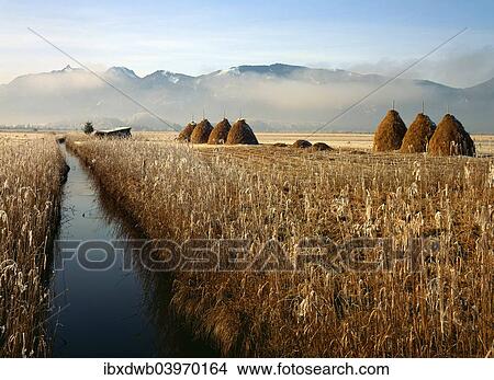 "Murnau Moor, Murnauer Moos, in front of the mountains Ettaler Mandl and Laber, Upper Bavaria, Bavaria, Germany, Europe" View Large Photo Image Picture - "Murnau Moor, Murnauer Moos, in front of the mountains Ettaler Mandl and Laber, Upper Bavaria, Bavaria, Germany, Europe". Fotosearch