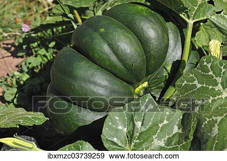 Stock Photo - "Muscat Pumpkin (Cucurbita moschata), Baden-Wurttemberg, Germany, Europe". Fotosearch