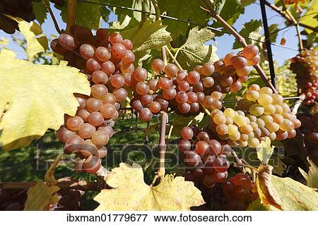 "Muscatel, Muscat Blanc a Petits Grains, grapes on grapevine, Wachau valley, Waldviertel region, Lower Austria, Austria, Europe" View Large Photo Image Stock Photo - "Muscatel, Muscat Blanc a Petits Grains, grapes on grapevine, Wachau valley, Waldviertel region, Lower Austria, Austria, Europe". Fotosearch