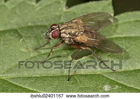 Stock Photo - "Muscid Fly (Phaonia angelicae), Untergroeningen, Baden-Wuerttemberg, Germany, Europe". Fotosearch