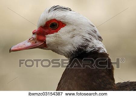 "Muscovy Duck (Cairina moschata), head, Eckental, Middle Franconia, Bavaria, Germany, Europe" View Large Photo Image Stock Photo - "Muscovy Duck (Cairina moschata), head, Eckental, Middle Franconia, Bavaria, Germany, Europe". Fotosearch