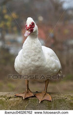 "Muscovy Duck (Cairina moschata) on a wall, Bavaria, Germany, Europe" View Large Photo Image Stock Image - "Muscovy Duck (Cairina moschata) on a wall, Bavaria, Germany, Europe". Fotosearch