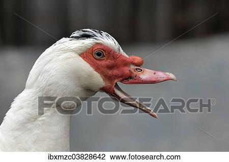 "Muscovy Duck (Cairina moschata), portrait, Bavaria, Germany, Europe" View Large Photo Image Stock Image - "Muscovy Duck (Cairina moschata), portrait, Bavaria, Germany, Europe". Fotosearch