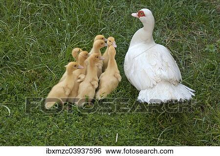 "Muscovy Duck (Cairina moschata) with ducklings, Franconia, Bavaria, Germany, Europe" View Large Photo Image Stock Photograph - "Muscovy Duck (Cairina moschata) with ducklings, Franconia, Bavaria, Germany, Europe". Fotosearch