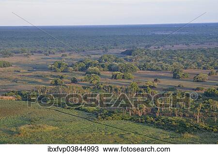 "Mushitu Forest or Swamp Forest, Kasanka National Park, Zambia, Africa" View Large Photo Image Stock Image - "Mushitu Forest or Swamp Forest, Kasanka National Park, Zambia, Africa". Fotosearch