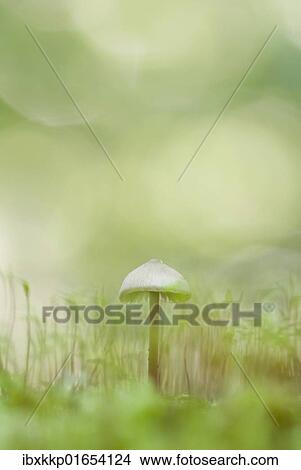 Picture - Mushroom and moss. Fotosearch