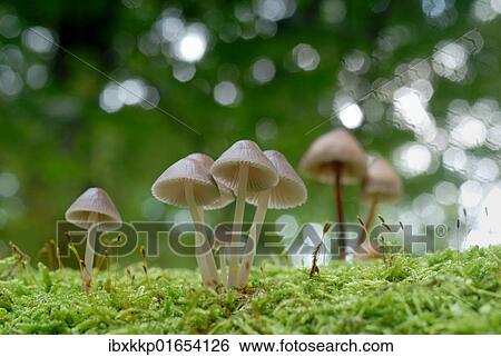 Mushroom and moss View Large Photo Image Stock Photograph - Mushroom and moss. Fotosearch