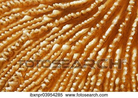 "Mushroom coral (Fungiidae), detail, Makadi Bay, Red Sea, Hurghada, Egypt, Africa" View Large Photo Image Stock Photography - "Mushroom coral (Fungiidae), detail, Makadi Bay, Red Sea, Hurghada, Egypt, Africa". Fotosearch