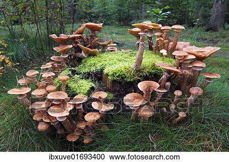 "Mushrooms, honey fungus (Armillaria mellea) growing on a moss-covered stump" View Large Photo Image Stock Image - "Mushrooms, honey fungus (Armillaria mellea) growing on a moss-covered stump". Fotosearch