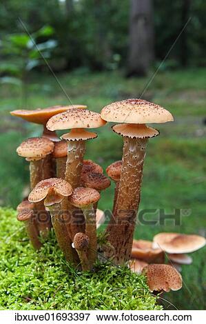 "Mushrooms, honey fungus (Armillaria mellea) growing in moss" View Large Photo Image Stock Photo - "Mushrooms, honey fungus (Armillaria mellea) growing in moss". Fotosearch