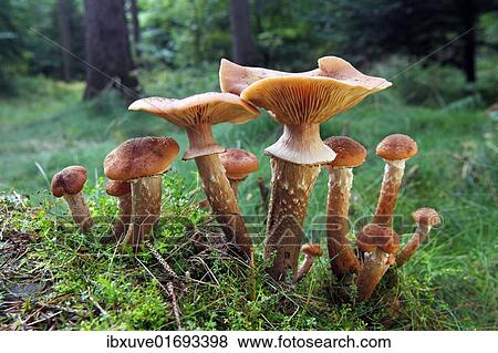 "Mushrooms, honey fungus (Armillaria mellea) growing in moss" View Large Photo Image Stock Photo - "Mushrooms, honey fungus (Armillaria mellea) growing in moss". Fotosearch