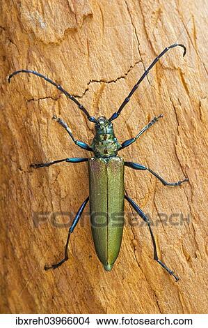 "Musk Beetle (Aromia moschata), Tyrol, Austria, Europe" View Large Photo Image Picture - "Musk Beetle (Aromia moschata), Tyrol, Austria, Europe". Fotosearch