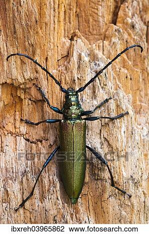 "Musk Beetle (Aromia moschata), Tyrol, Austria, Europe" View Large Photo Image Stock Image - "Musk Beetle (Aromia moschata), Tyrol, Austria, Europe". Fotosearch