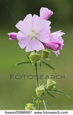 "Musk Mallow (Malva moschata), Burgenland, Austria, Europe" View Large Photo Image Stock Photo - "Musk Mallow (Malva moschata), Burgenland, Austria, Europe". Fotosearch