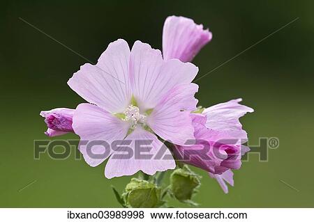 "Musk Mallow (Malva moschata), Burgenland, Austria, Europe" View Large Photo Image Stock Photo - "Musk Mallow (Malva moschata), Burgenland, Austria, Europe". Fotosearch