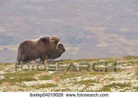 "Musk ox (Ovibos moschatus), bull on the fjell, Dovrefjell- Sunndalsfjella National Park" View Large Photo Image Stock Photo - "Musk ox (Ovibos moschatus), bull on the fjell, Dovrefjell- Sunndalsfjella National Park". Fotosearch