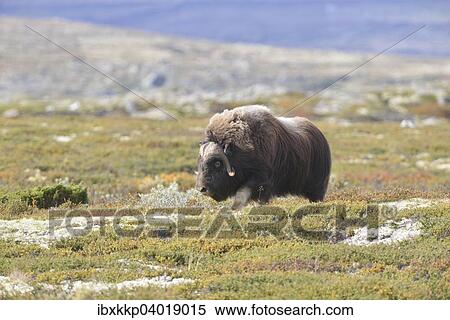 "Musk ox (Ovibos moschatus), bull on the fjell, Dovrefjell- Sunndalsfjella National Park" View Large Photo Image Stock Photography - "Musk ox (Ovibos moschatus), bull on the fjell, Dovrefjell- Sunndalsfjella National Park". Fotosearch